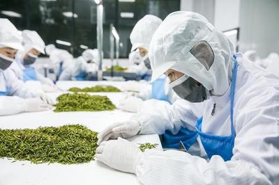 腳踏實地做好中國茶才是目標——杜國楹談茶葉的產(chǎn)品與營銷之道